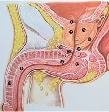 检查男性尿道炎有哪些方案?