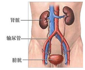 引起膀胱炎的原因是什么?