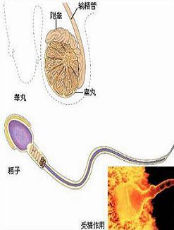 导致男性睾丸炎的是何原因呢？