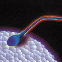 弱精会对男性造成什么危害?