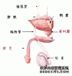 青少年要怎么去预防附睾炎的发生