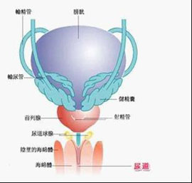慢性膀胱炎会有哪些症状?