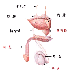 男性膀胱炎早期表现症状有哪些